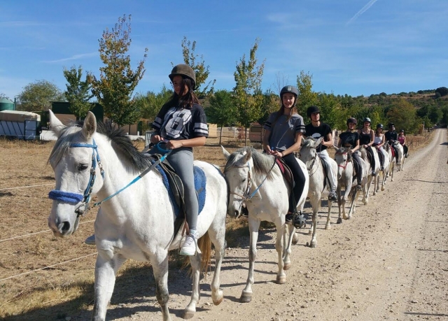 Caballos en fila en el camino
